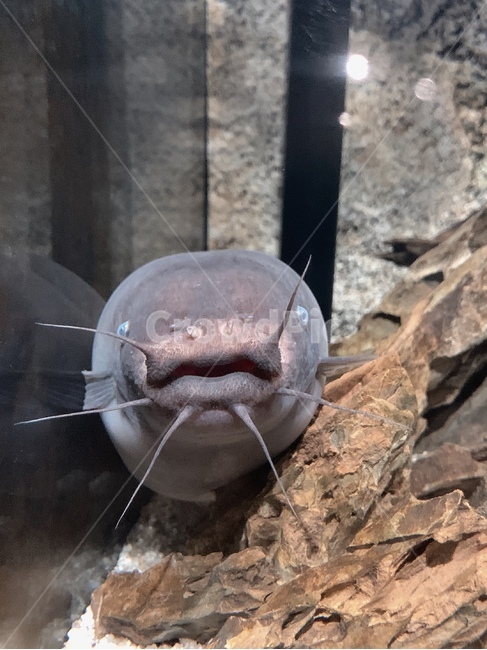 메기,fareasterncatfish,민물고기,수염,물,water,아쿠아리움,수족관,aquarium,동물,animal,어류,물고기,fish