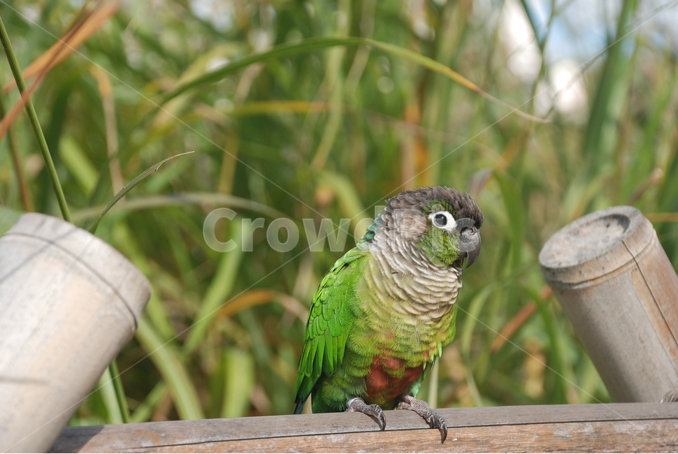 새,앵무새,코뉴어,대나무숲,하늘,동물,animal,조류,새,birds