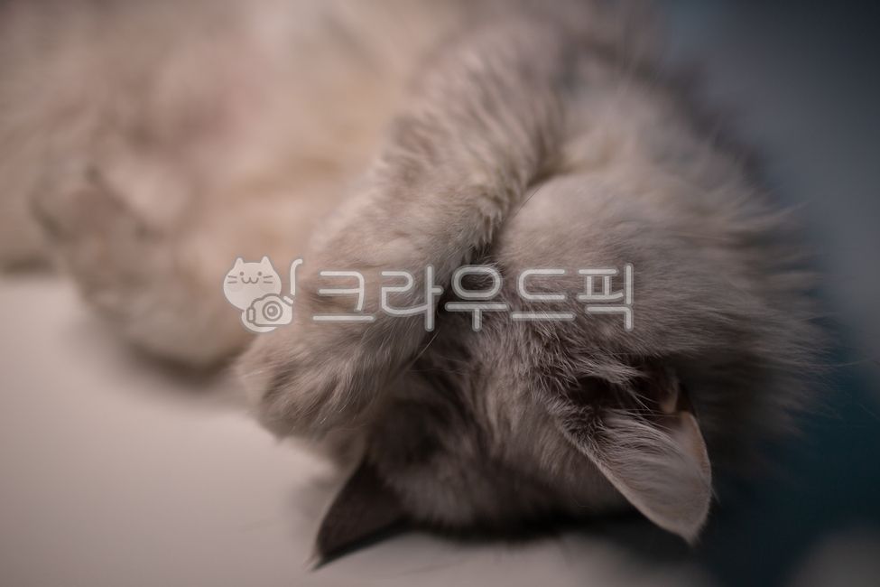 졸린고양이,고양이,동물,애완동물,페르시안친칠라,페르시안,persian,cat,animal,sleep,졸리다