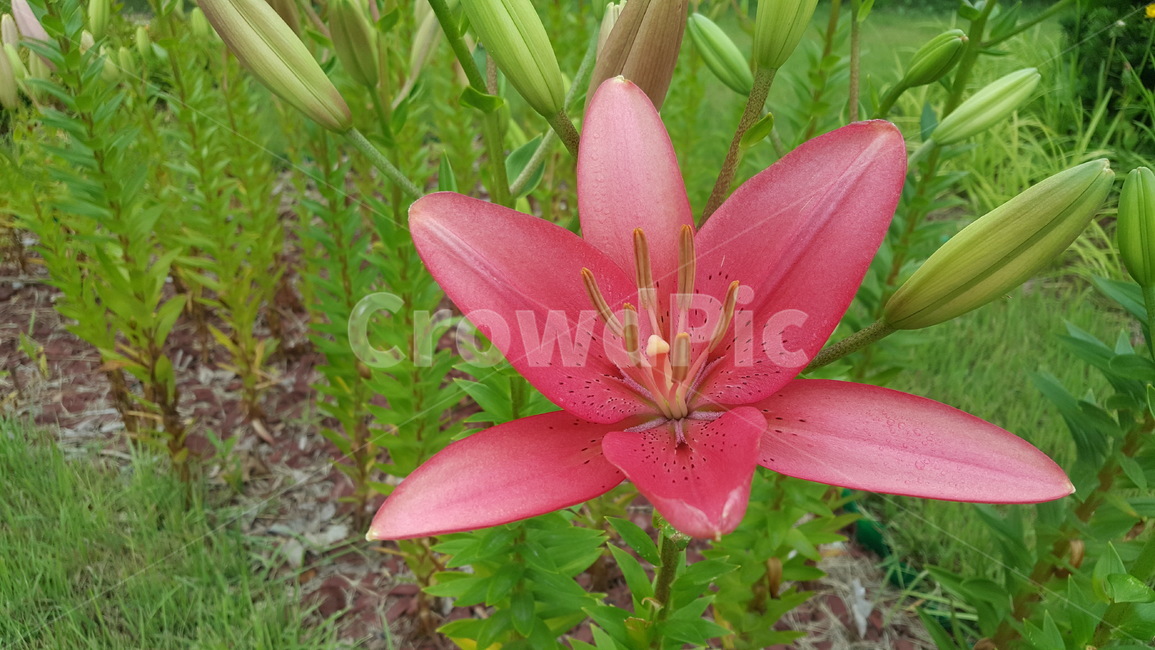 붉은색꽃,flower,red,꽃,빨간색