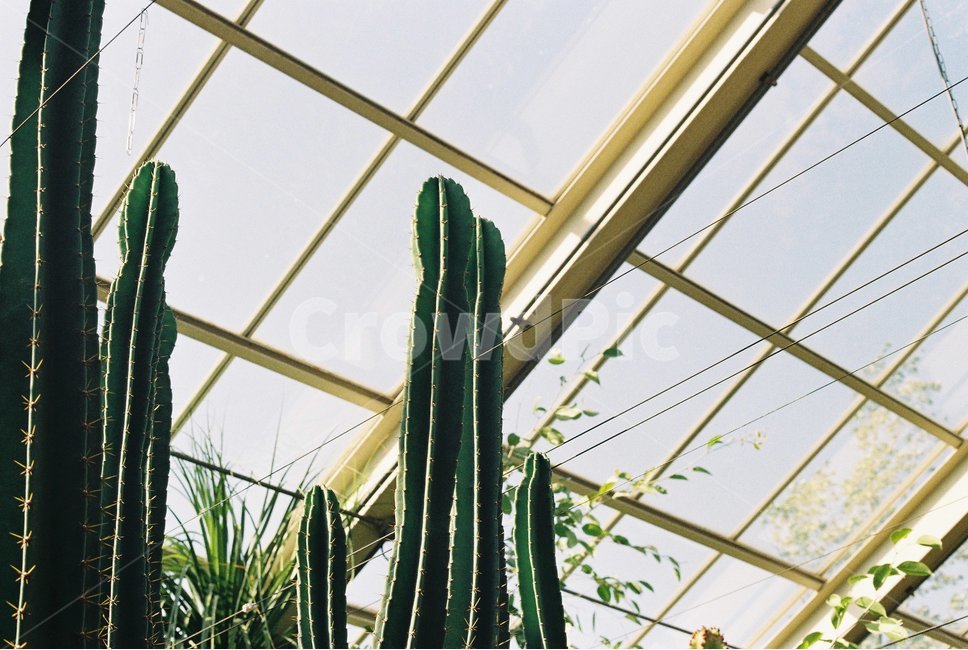 온실,선인장,유리창,초록,식물,식물,자연,plants,nature
