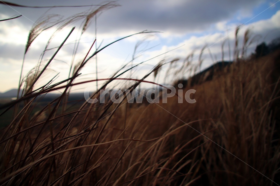 하늘,해,태양,구름,배경,감성,풍경,갈대,식물,자연,plants,nature