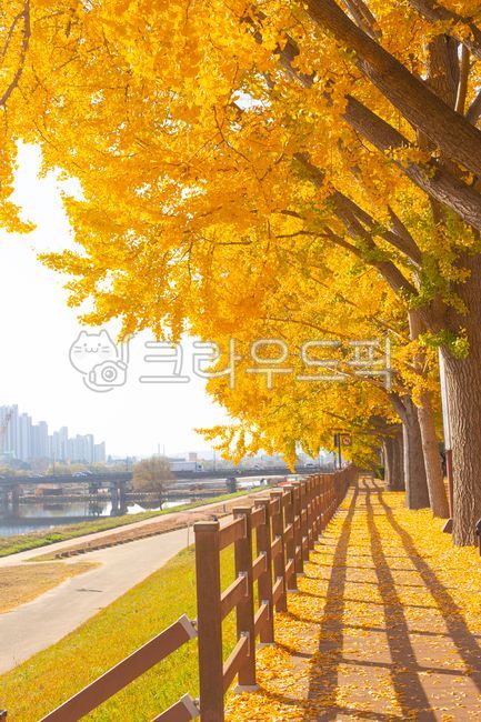 은행나무,은행잎,은행나무길,단풍,가을,산책로,곡교천