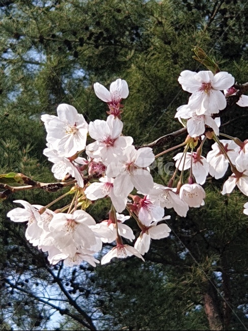 봄,벚꽃,3월,꽃놀이,꽃