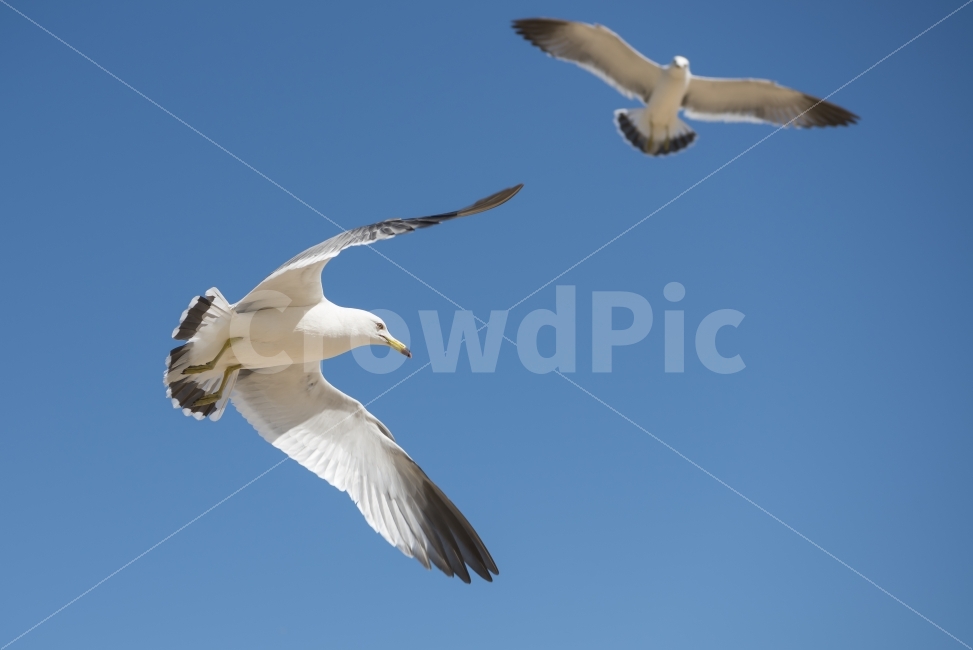 갈매기,하늘,날다,날개,푸른하늘,스카이,동물,새,sky,animal,gulls,bird,wings,fly,skyblue,blue,nature,동물,animal,조류,새,birds
