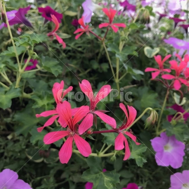 아이비제라늄,펠타툼제라늄,cascadinggeranium,ivyleafgeranium,Ivyleavedgeranium,제라늄,쥐손이풀과,여러해살이풀,자주꽃,수렴제,염색제,에센스,약재,식용,관상용,식물,꽃,Flower,식물,자연,plants,nature,꽃,flower