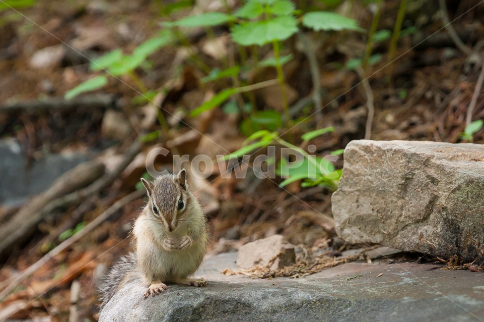 다람쥐,자연,chipmunk,설치류,생태계,자연보호,동물,animal,포유류,mammal