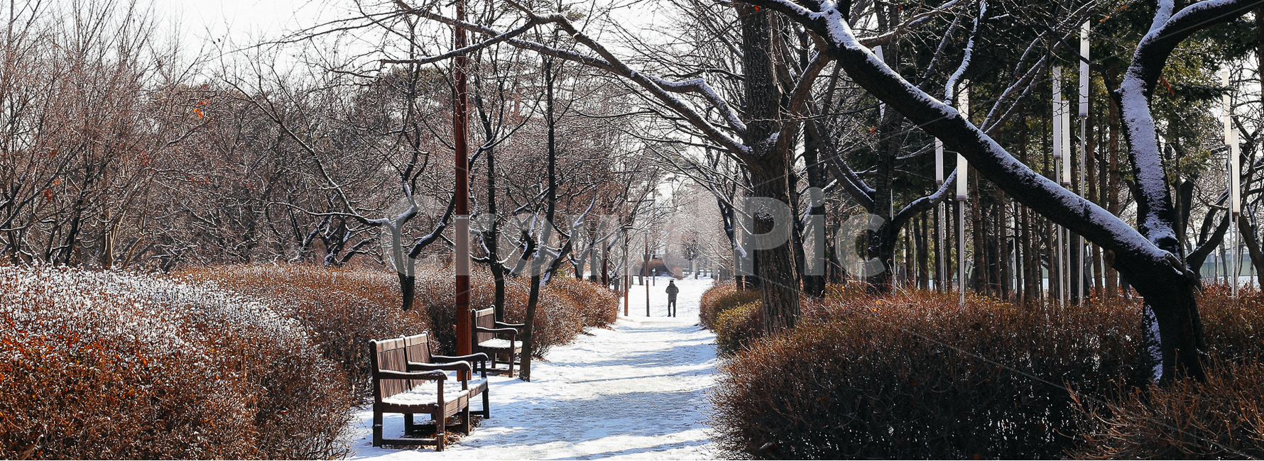 선유도,겨울풍경,눈쌓인길,산책,겨울,겨울,계절,winter,season,자연,풍경,nature,landscape,tree,나무,plant,식물,tree trunk,나무 줄기