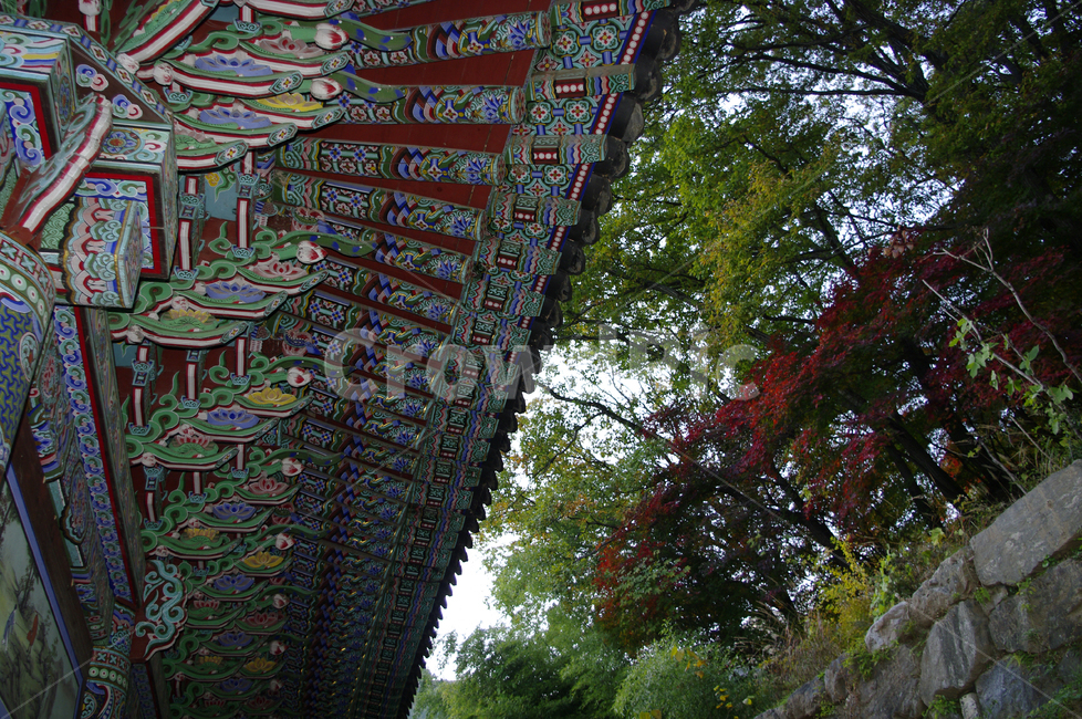 단청,지붕,traditional,전통,사찰,단풍,가을,한국전통,한국문화,korean traditional,korean culture,건축물,건물외관,exterior,building,structure,architecture,construction