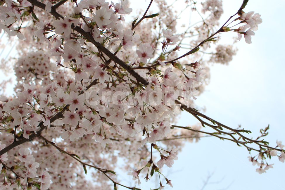 벚꽃,봄,풍경,봄풍경,자연,꽃,감성,spring,flower,nature,cherryblossom,봄,계절,spring,season,plant,식물,blossom