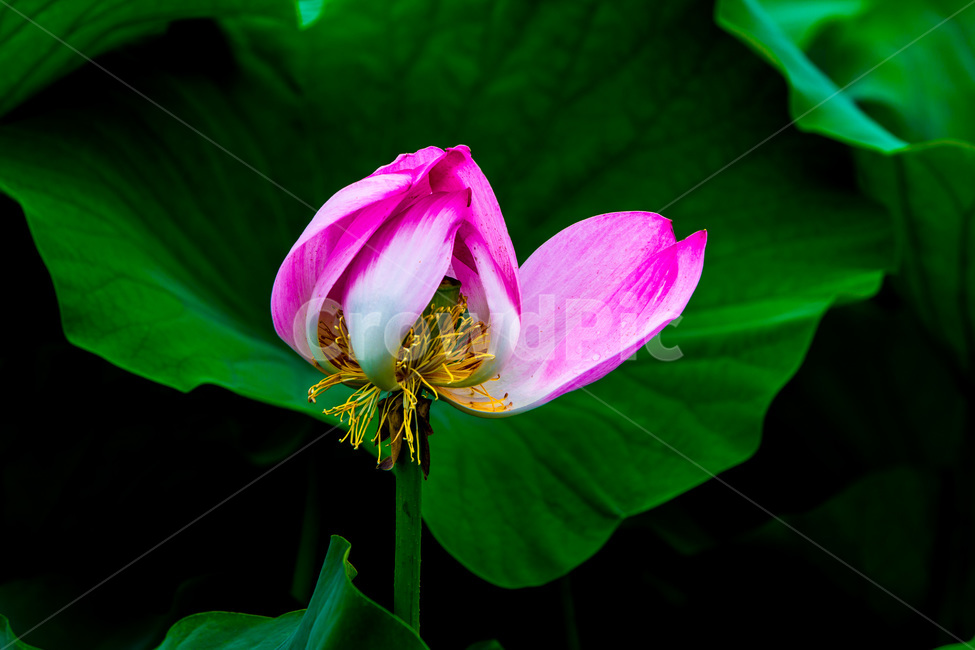 연꽃,연잎,문양,무늬,습지,식물,자연,plants,nature,꽃,flower