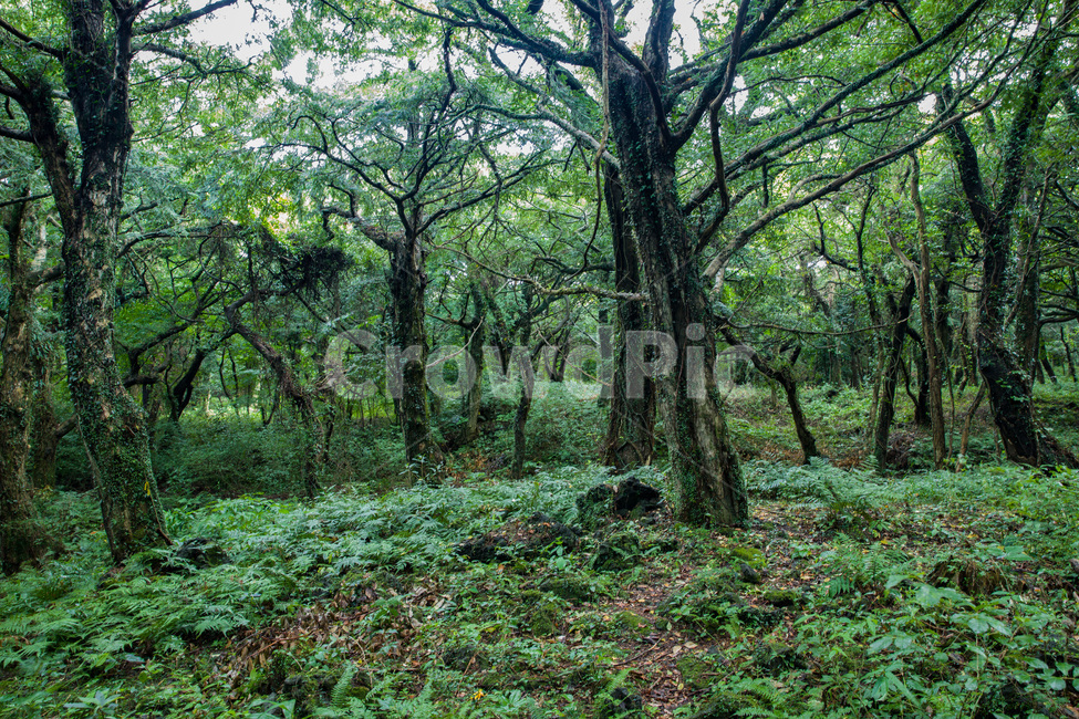 나무줄기,식물,나무,tree,숲,비자림,제주도,초록,산청,자연,풍경,nature,landscape,한국자연풍경,한국자연경관,korea nature landscape,vegetation,초목,plant,forest,outdoors,옥외,woodland,삼림지,land,땅,grove,작은 숲