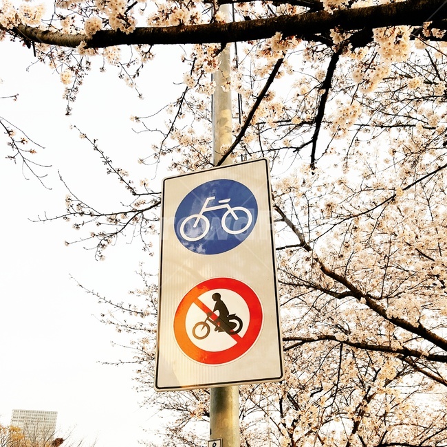 여의도,벚꽃,봄,yeouido,cherryblossom,warm,spring,따뜻함,표지판,식물,자연,plants,nature,꽃,flower
