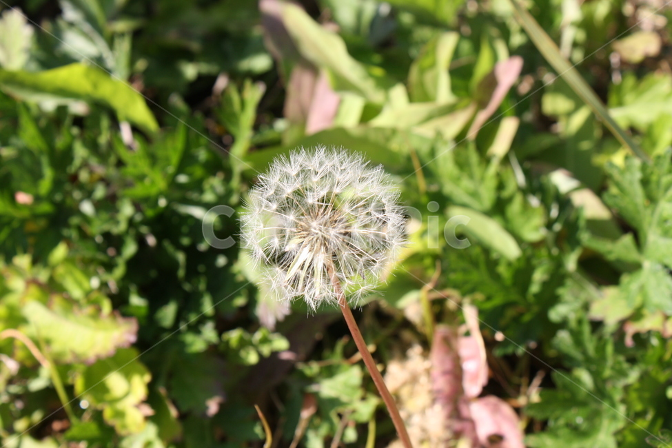 민들레,씨,봄,화사,하양,눈꽃,식물,자연,plants,nature,꽃,flower