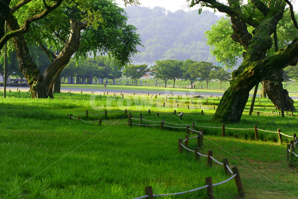 공원,야외,그늘,녹음짙은,산책로,시원한,자연,풍경,nature,landscape,grass,잔디,plant,식물,tree,나무,tree trunk,나무 줄기
