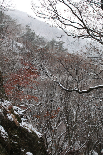 겨울,눈,tree,나무,plant,식물,nature,자연,outdoors,옥외,풍경,겨울,계절,winter,season