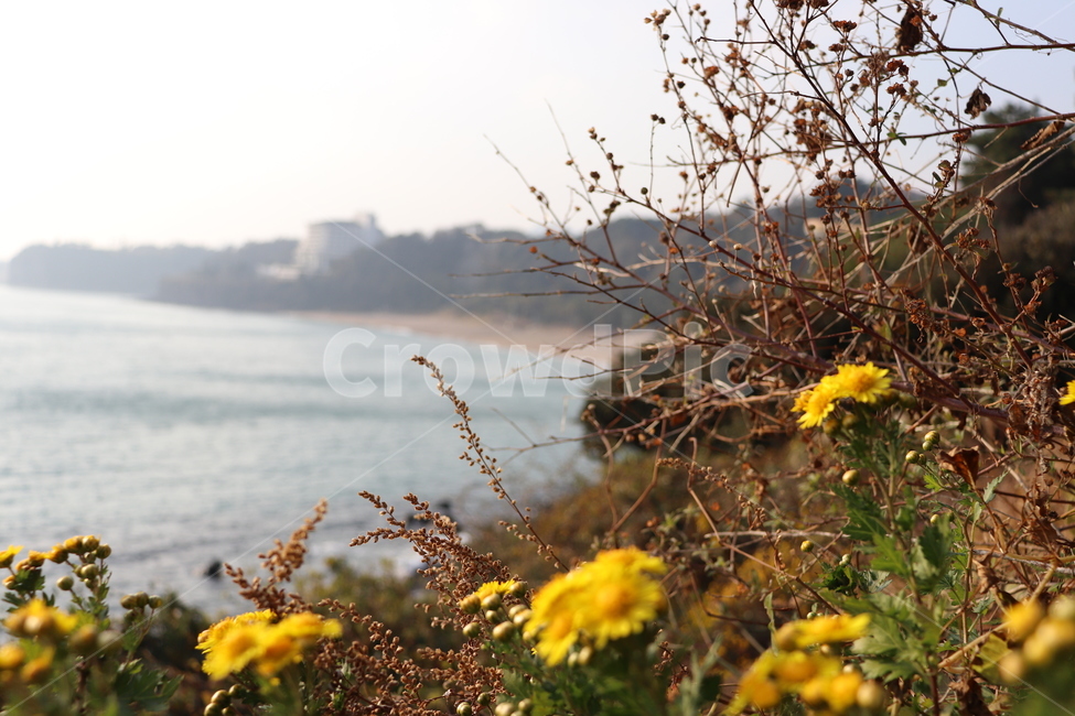 제주도,해안가,겨울,꽃,풍경