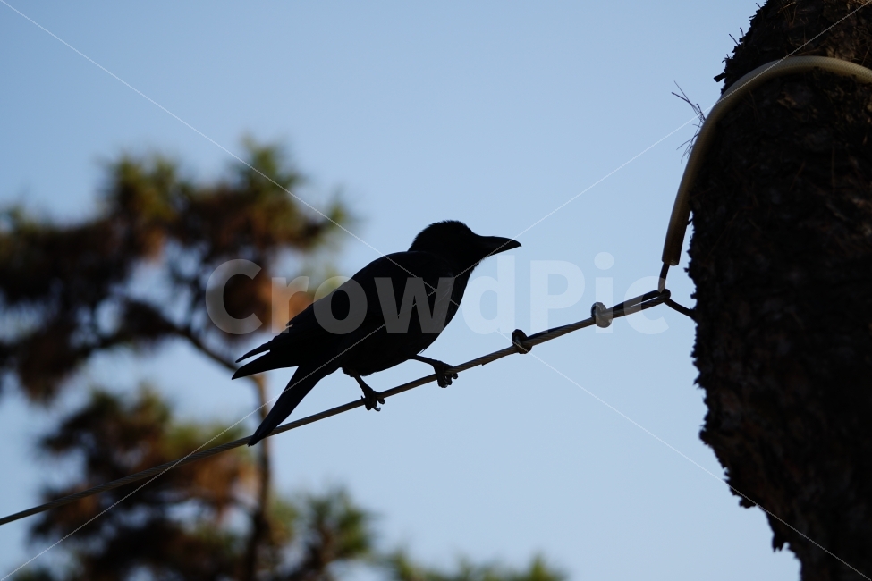 까마귀,새,조류,동물,나무,하늘,크로우,레이븐,crow,raven,bird,animal,풍경,landscape,역광,자연,nature,동물,animal,조류,새,birds