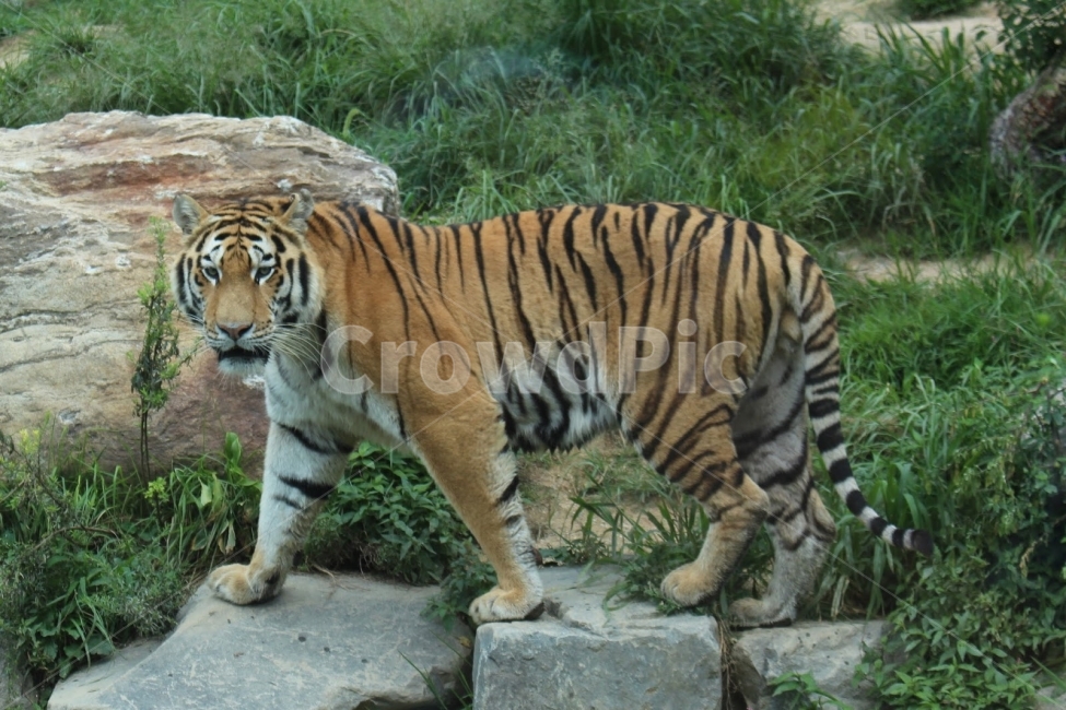 서울,대공원,동물원,호랑이,TIGER,동물,animal,포유류,mammal