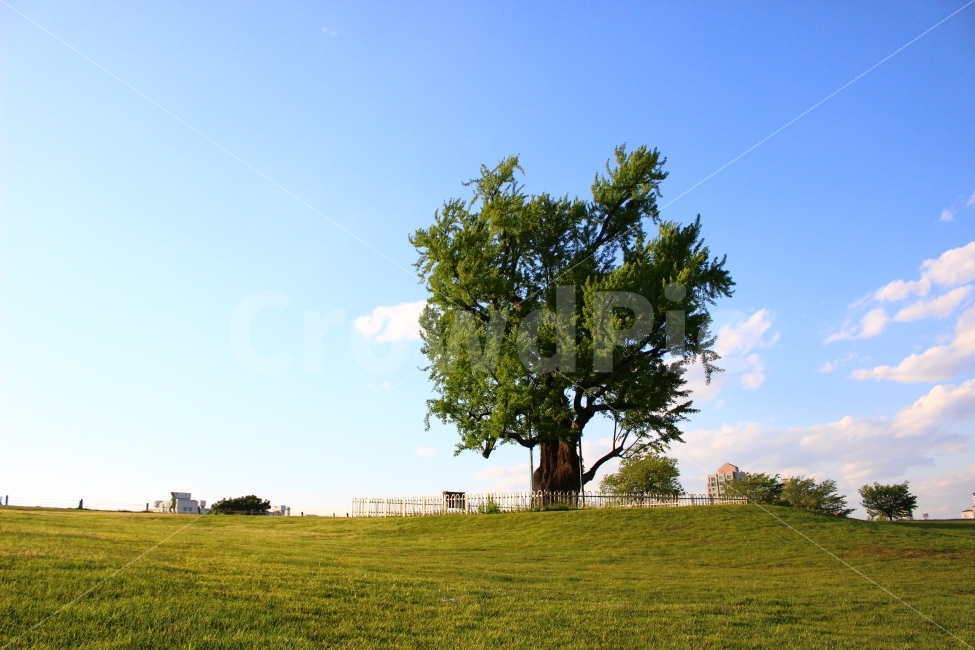 Olympic Park,sky,cloud,Alone tree,nature,outcast tree,sight,tree,autumn,park,walk
