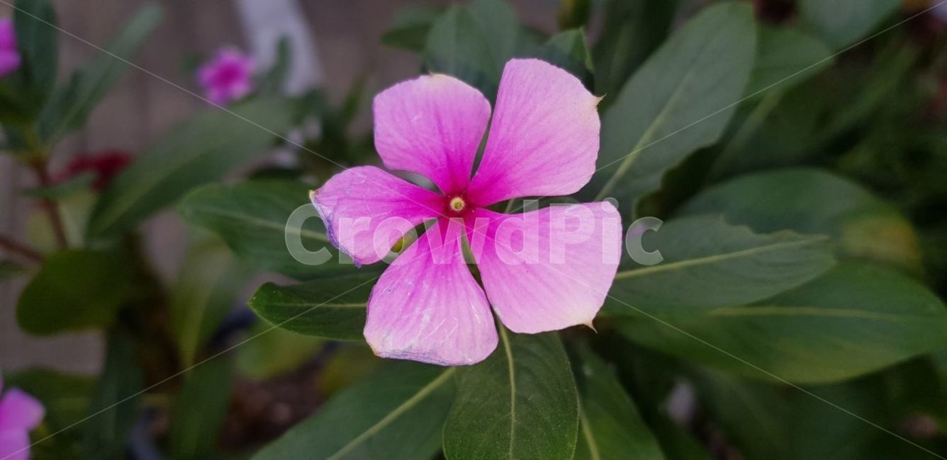 plant,식물,geranium,제라늄,blossom,flower,꽃