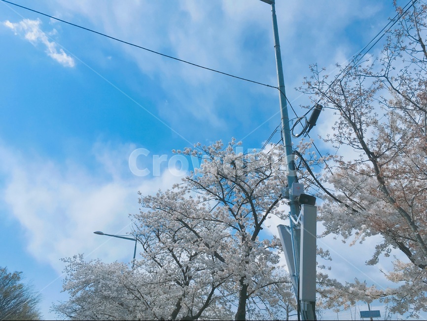 벚꽃,나무,하늘,전봇대,가로등,봄,계절,spring,season,자연,풍경,nature,landscape,식물,plants,나무,trees,wood,utility pole,전신주