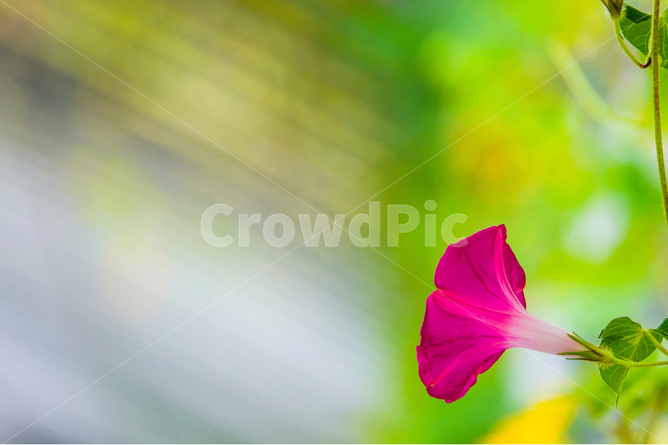꽃,plant,식물,flower,petal,꽃잎,나팔꽃,여름,공원,식물,자연,plants,nature,꽃,flower