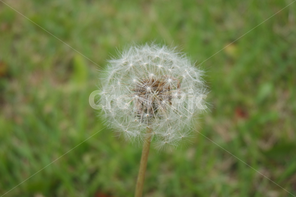 꽃씨,식물,민들레꽃씨,공원,이쁜,민들레,식물,자연,plants,nature