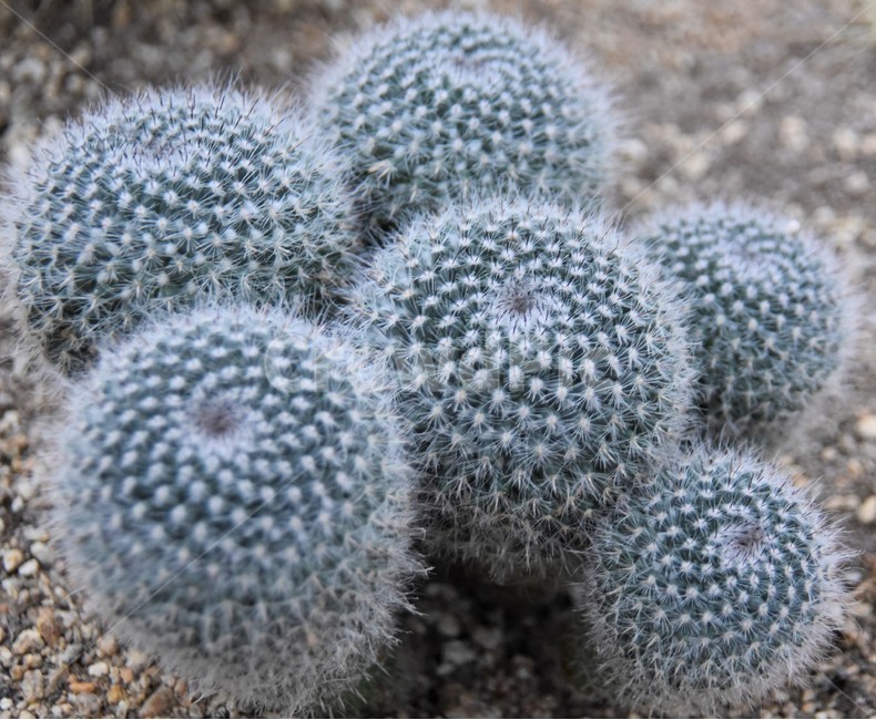 식물,선인장,cactus,plant,동그라미,식물,자연,plants,nature