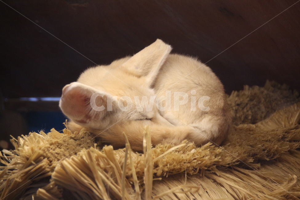 사막여우,꿀잠,귀염,여우,동물원,동물,animal,포유류,mammal