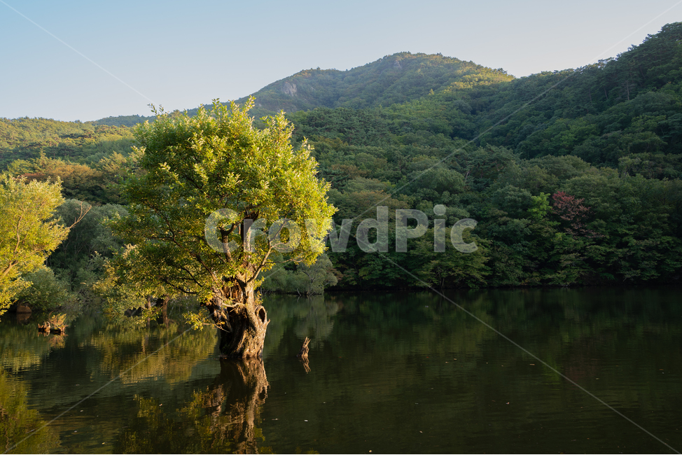 청송,주산지,나무,가을,산,풍경,경치,자연,풍경,nature,landscape,한국자연풍경,한국자연경관,korea nature landscape,outdoors,옥외,water,물