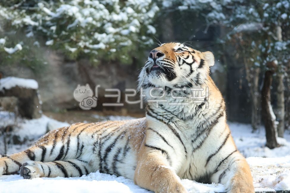 호랑이,한국호랑이,tiger,동물,animal