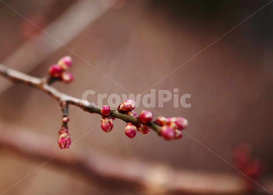 봄,매화,매화꽃,홍매화,매화마을,꽃봉우리,봄꽃,개화,봄,계절,spring,season,식물,자연,plants,nature,꽃,flower,blossom,sprout,새싹,bud,싹,plant,necklace,목걸이,jewelry,보석류