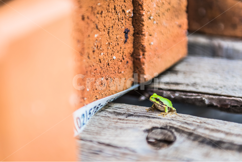 동물,양서류,개구리,청개구리,일상,동물,animal,파충류,양서류,reptile,amphibian
