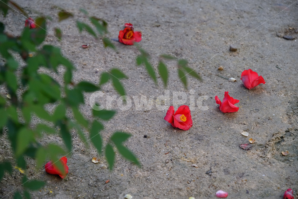 동백,낙화,꽃사진,회향,귀향,꽃,flower