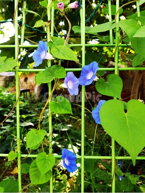 morningglory,나팔꽃,메꽃,파란꽃,견우화,구이초,메꽃과,덩굴식물,꽃,식물,자연,plants,nature,꽃,flower