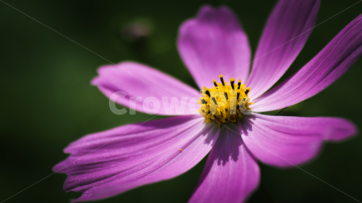 식물,코스모스,보라색,가을,꽃,접사,식물,자연,plants,nature,꽃,flower