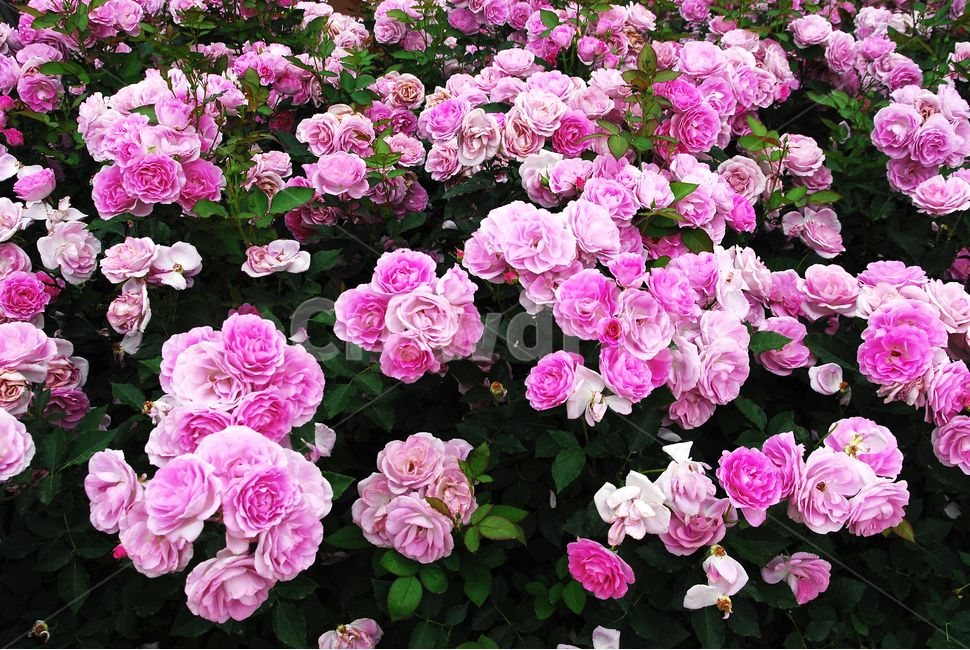 장미,장미꽃,로즈,꽃,아름다움,예쁜,플라워,데코레이션,꽃송이,꽃잎,feeling,rose,flowers,5월,계절의여왕,가시,가든,정원,앞뜰,장미원,장미축제,BEAUTIFUL,plant,garden,핑크색장미,분홍장미,pink,꽃밭,수많은,식물,자연,plants,nature,꽃,flower