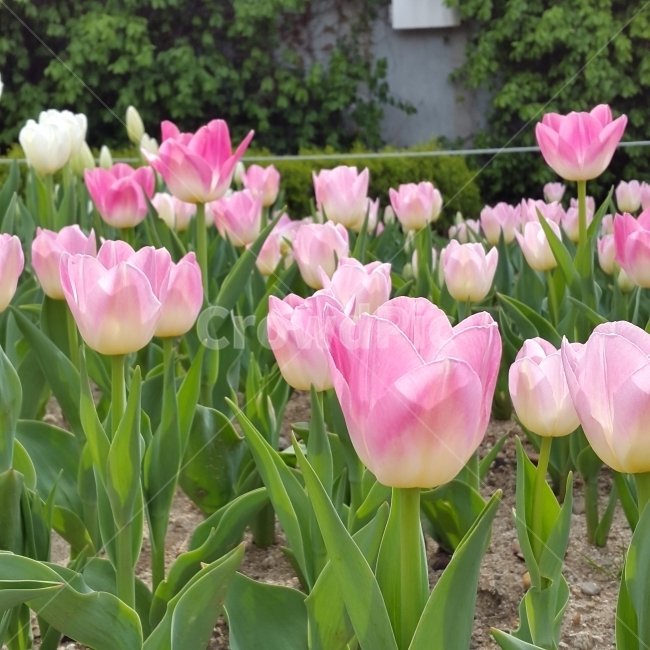 꽃,튤립,식물,봄,자연,유원지,식물,자연,plants,nature,꽃,flower