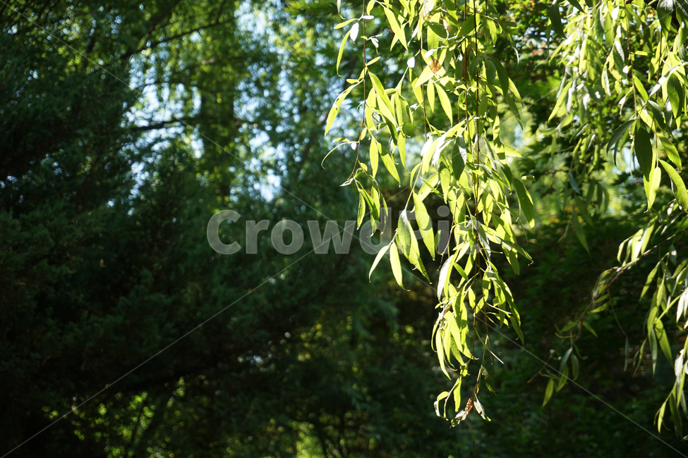 자연,나무,녹색,나무잎,여름,그린,green,summer,햇빛,natural,tree,nature,숲,forest,공원,화창