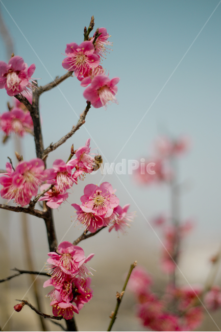 식물,꽃,봄,진달래,매화,flower,pink,자연,봄,계절,spring,season,식물,자연,plants,nature,꽃,flower,plant