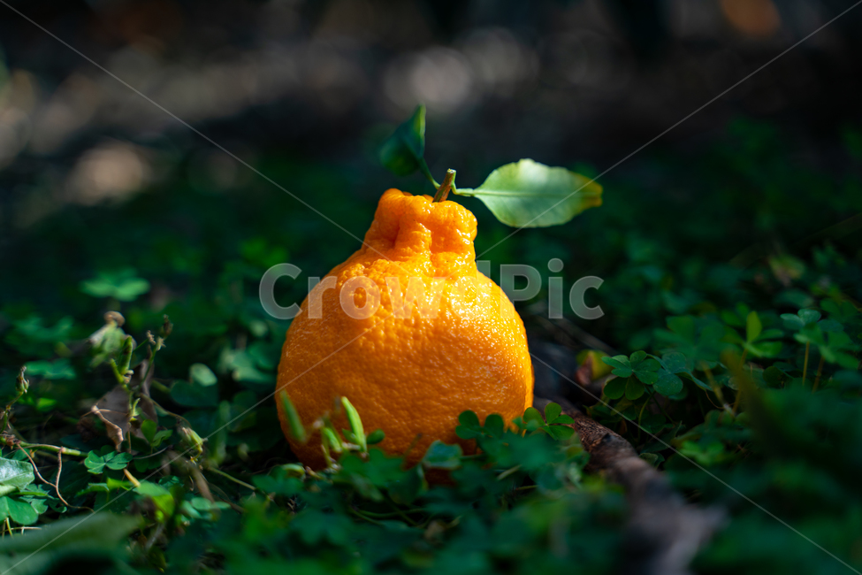 mandarin,citrus fruits,Red scent,Fruit,nature,fruit,Hallabong,Orange,food,vitamin,tangerines,orange,citrusfruit,house tangerines,Cheonhyehyang,plant,fresh,Jeju tangerines,hallabong