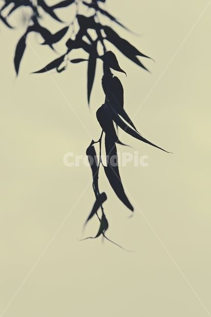 버들잎,버드나무,나무,나무잎,배경,식물,자연,plants,nature