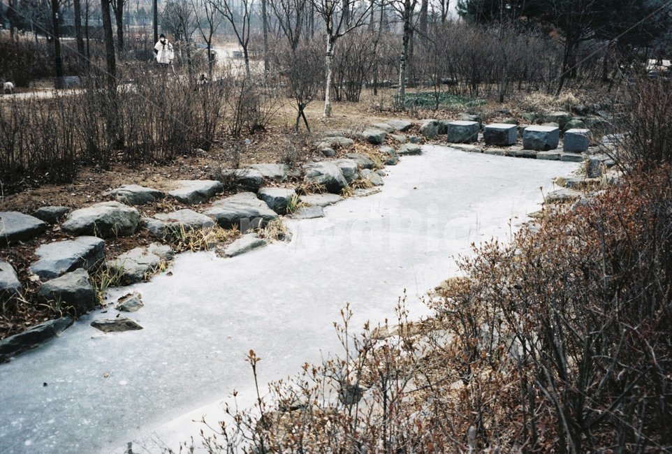 나무,돌,눈,겨울,자연,겨울,계절,winter,season,자연,풍경,nature,landscape