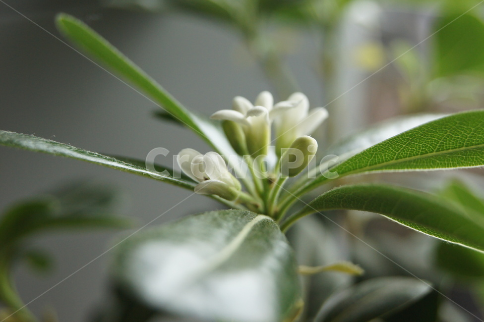 녹색,화초,꽃,선인장,꽃봉우리,식물,자연,plants,nature,실내용화초,화분,화초,house plant