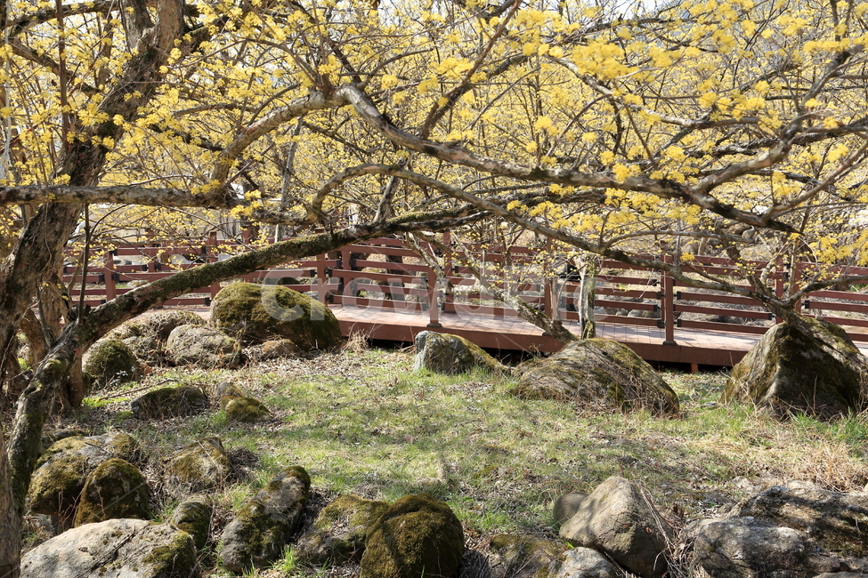 구례,하동,구례산수유축제,산수유,산수유꽃