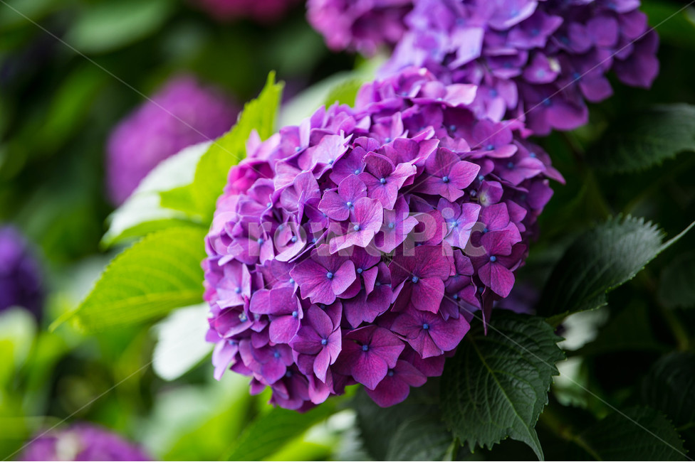 제주수국,수국,수국꽃,보라색수국,제주도수국,만개,식물,자연,plants,nature,꽃,flower