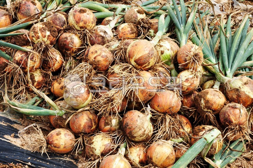 plant, 식물, vegetable, 야채, onion, 사진,이미지,일러스트,캘리그라피 - 영산공작가