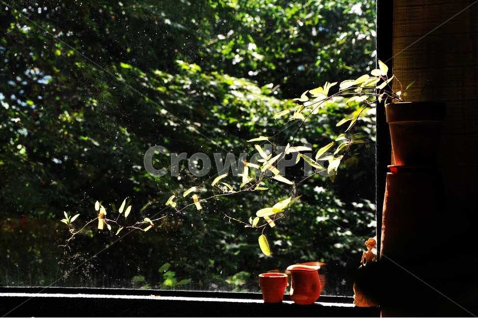 여름,식물,커피숍,햇빛,자연,창문,화분,휴식,힐링,rest,relaxation,healing,인테리어,실내디자인,interior design