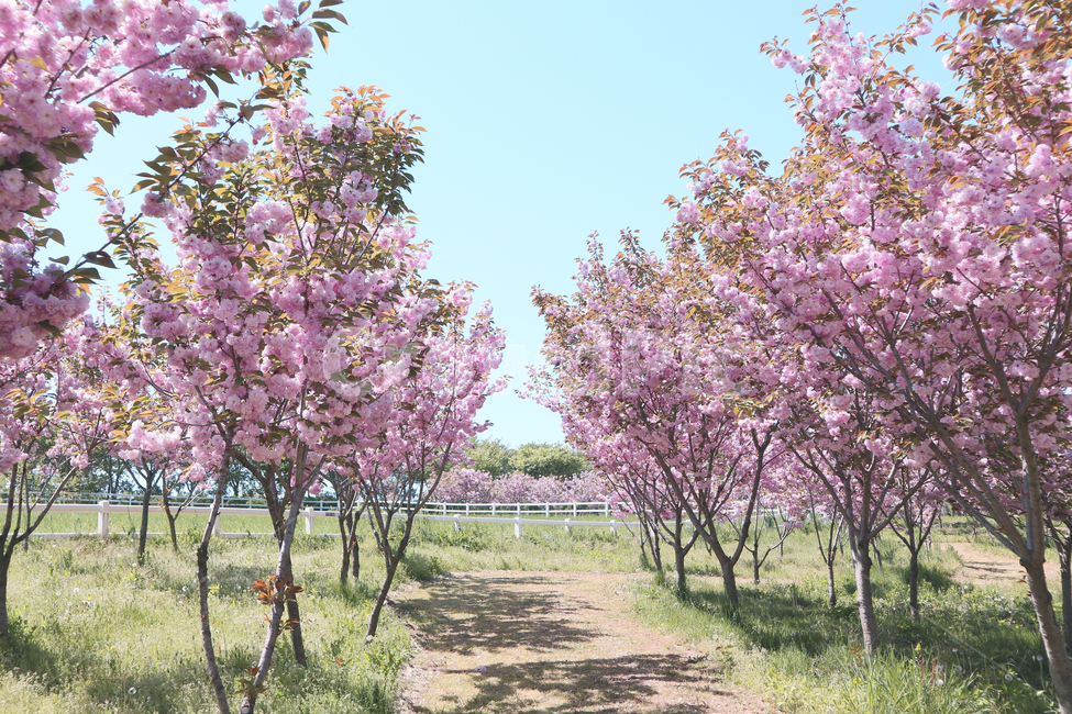 cherryblossom,plant,식물,flower,blossom,꽃,벚꽃,벚꽃나무,봄꽃,봄,분홍색